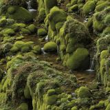 Rainforest-Creek-42-1