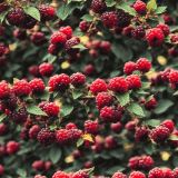 Raspberry-Bushes