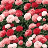 Red-and-Pink-Peonies