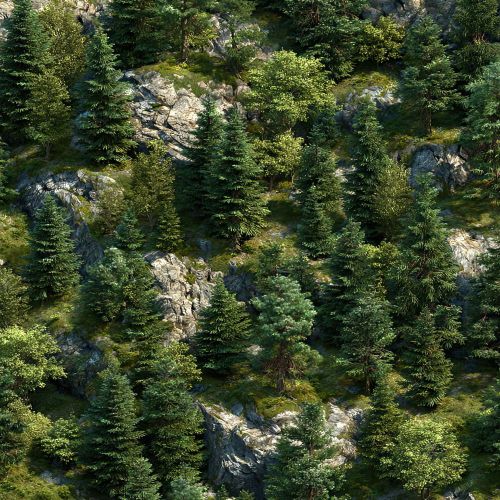 Rocky Mountain Forest