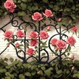 Rose-Trellis-44