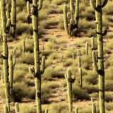 Saguaro-Desert-42