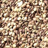 Sativa-Kush-Marijuana-Seeds