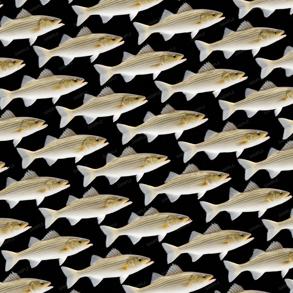 School of Striper Bass 43