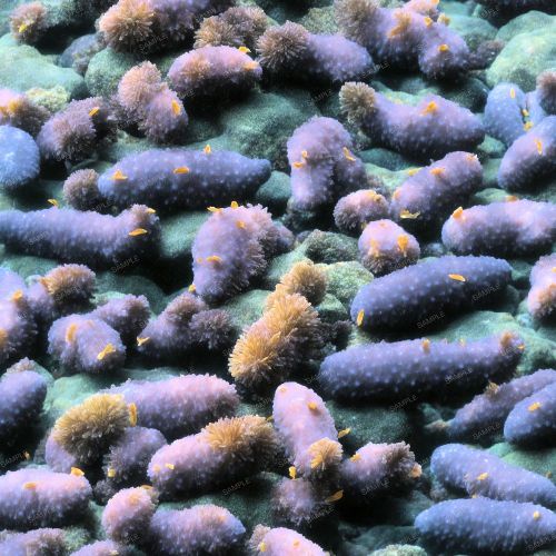 Sea Cucumbers