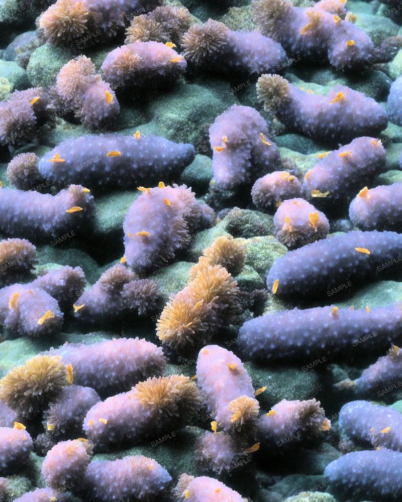 Sea Cucumbers