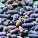 Sea-Cucumbers