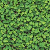 Shamrock-Ground-Cover