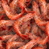 Shrimp-22
