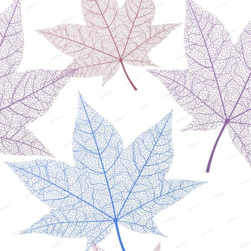 Skeleton Leaves 22
