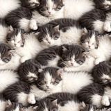 Sleeping-Kittens.jpg