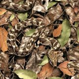 Snake-Camo-52