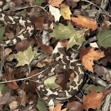 Snake-Camo-53