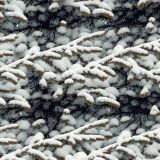 Snow-Bush
