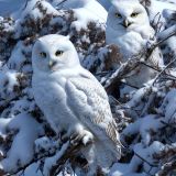Snowy-Owls-42