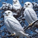 Snowy-Owls-43