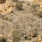South-Texas-Camo