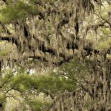 Spanish-Moss-42
