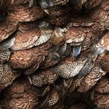 Sports-Bird-Feathers