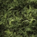 Stand-of-Ferns