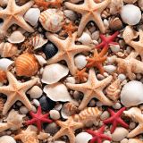 Starfish-and-Sea-Shells