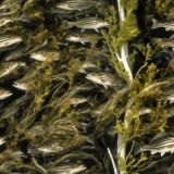 Striper-Bass-Camo-44