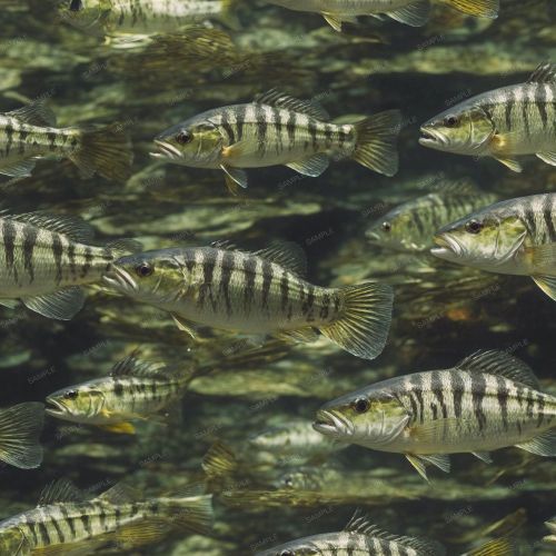 Striper Bass Fish Camouflage 42