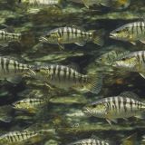 Striper-Bass-Fish-Camouflage-42