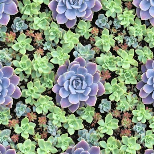 Succulent Garden 42