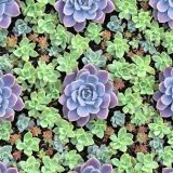 Succulent-Garden-42