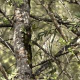 Tactical-Camo-275