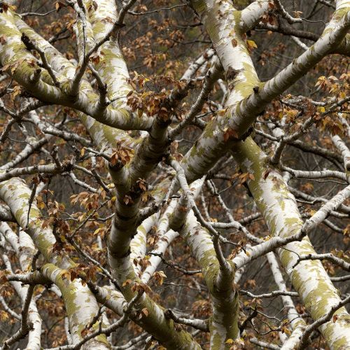 Tactical Camouflage 406