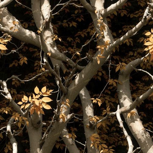 Tactical Camouflage 407