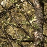Tactical-Camo-419.jpg