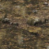 Tactical-Camouflage-241