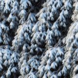 Tactical-Snow-Camo-279
