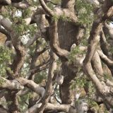Tactical-Tree-Camo-49