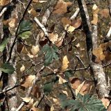 Tatical-Camo-218