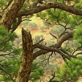 Texas-Backcountry-Camo-45