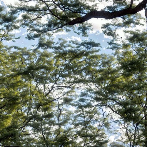 Tree Canopy 43
