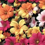 Tropical-Flowers-42