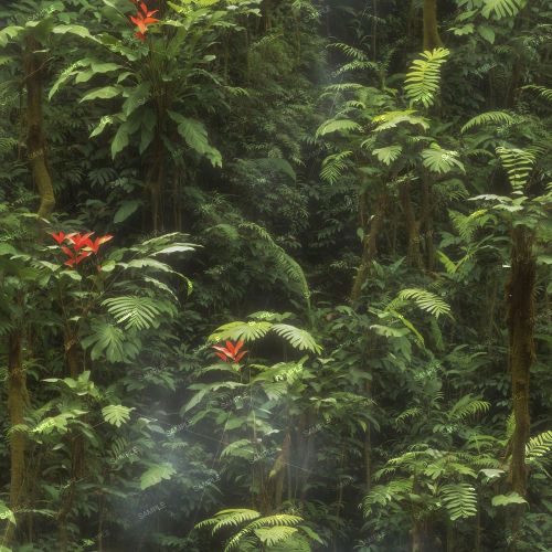 Tropical Rainforest 44