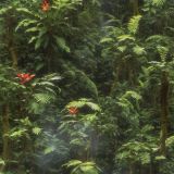 Tropical-Rainforest-44