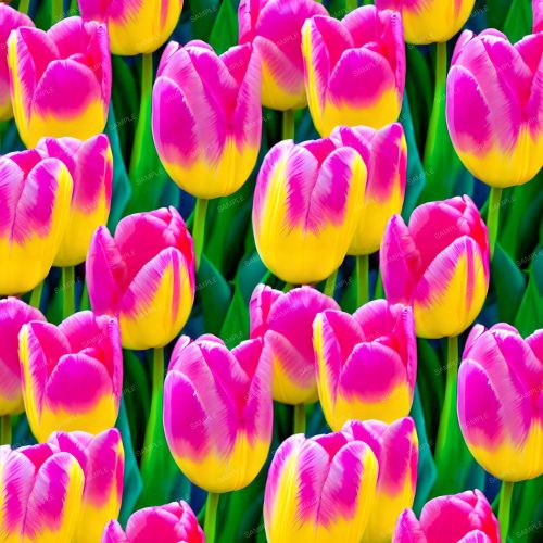 Tulip Heaven 22