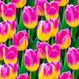 Tulip-Heaven-22