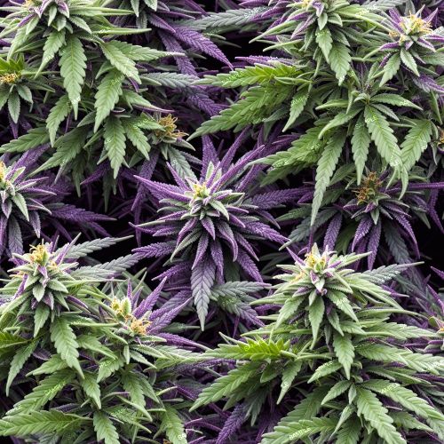 Universal Kush