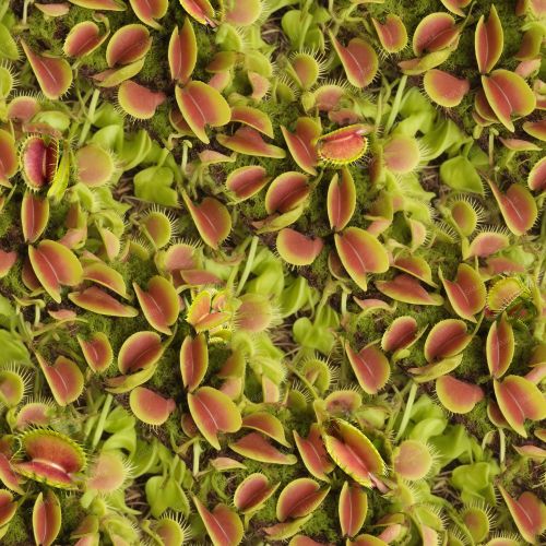 Venus Fly Traps