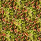 Venus-Fly-Traps