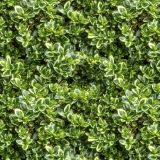 Verigated-English-Boxwood