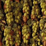 Vintage-Hops-Painting